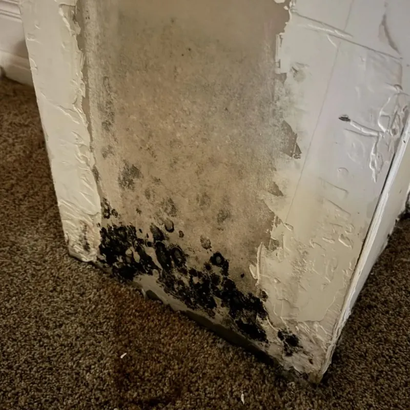 Professional Mold Removal in Wadesboro, NC